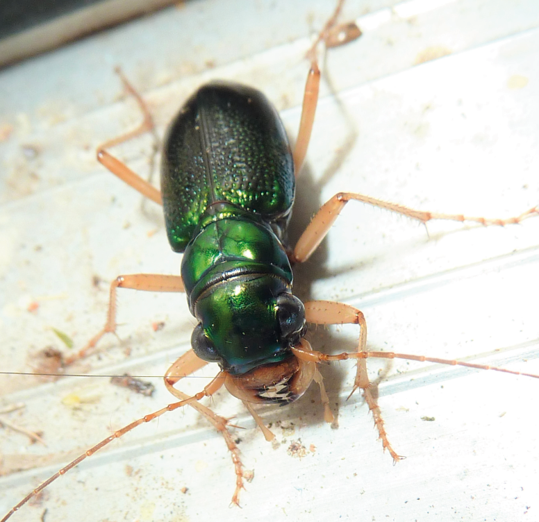 This tiger beetle has iridescent green coloration with light brown legs and antennae.