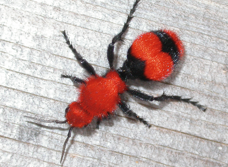 A fuzzy bright red and black ant