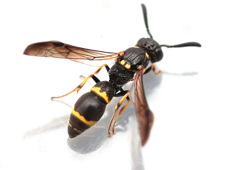 This void nesting wasp is thin, elongated, and mostly black with occassional yellow patterning on its legs, abdomen, and thorax. 