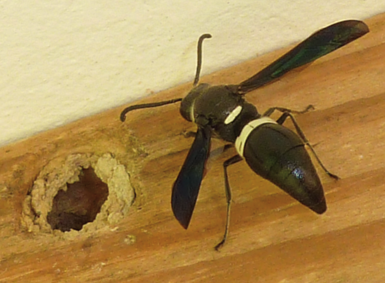 A void nesting wasp near a hole it likely made in a wooden surface.