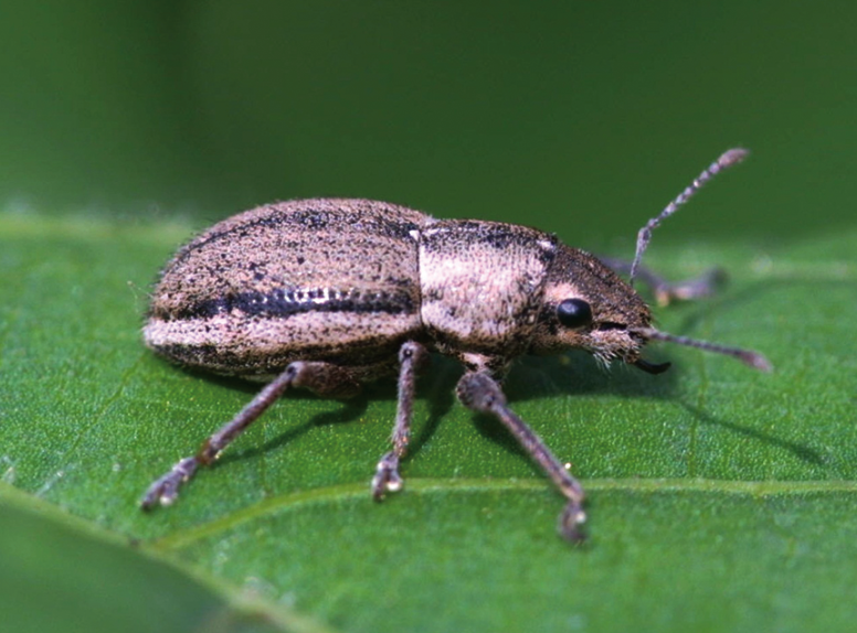 An inquisitive looking beetle with light brown coloring and black markings strolls along a leaf.