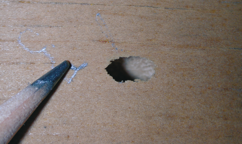 Size comparison of the tip of a pencil and a wood-boring beetle exit hole. 