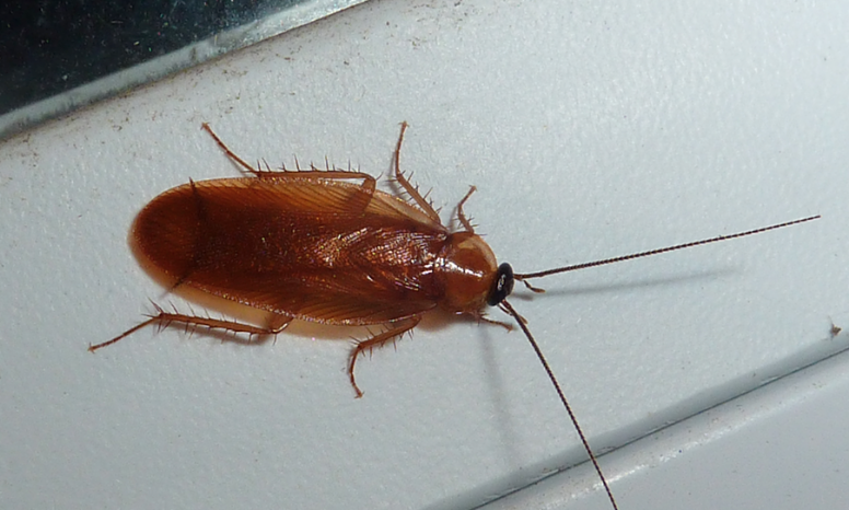 light brown roach rests on a white tile