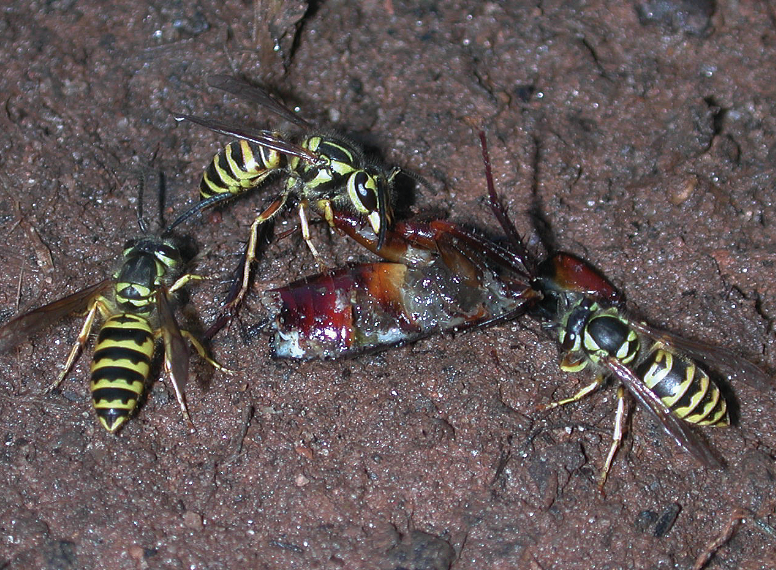 Three yellowjackets feeding on the carcass of another bug. They have pointed abdomens and have black and yellow stripes throughout their bodies.