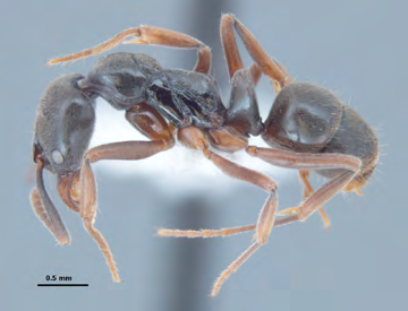 Side profile of an Asian Needle ant with a black line for size reference. The profile is about 6mm long.