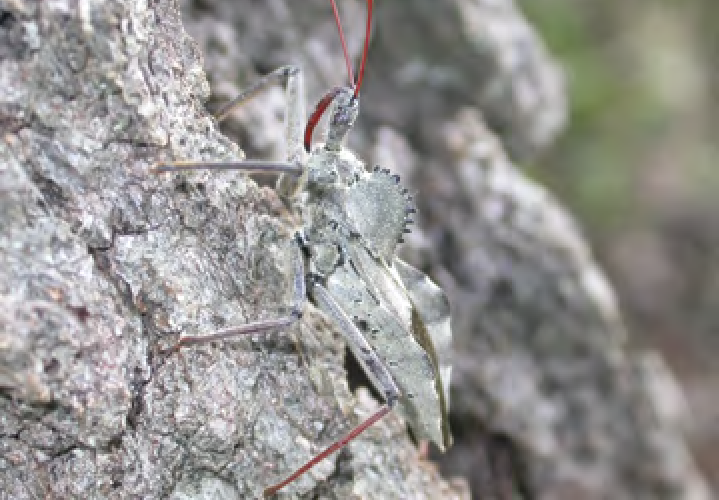 A bizarre looking bug with a ridged upper thorax and bright red antennae and mouthparts climbs a tree