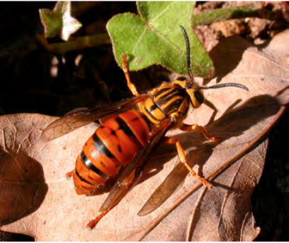 A southern yellowjacket queen on a dried leaf. It is similar in appearance to normal worker yellowjackets, but are bigger and have stripes that are closer to orange in color than yellow.