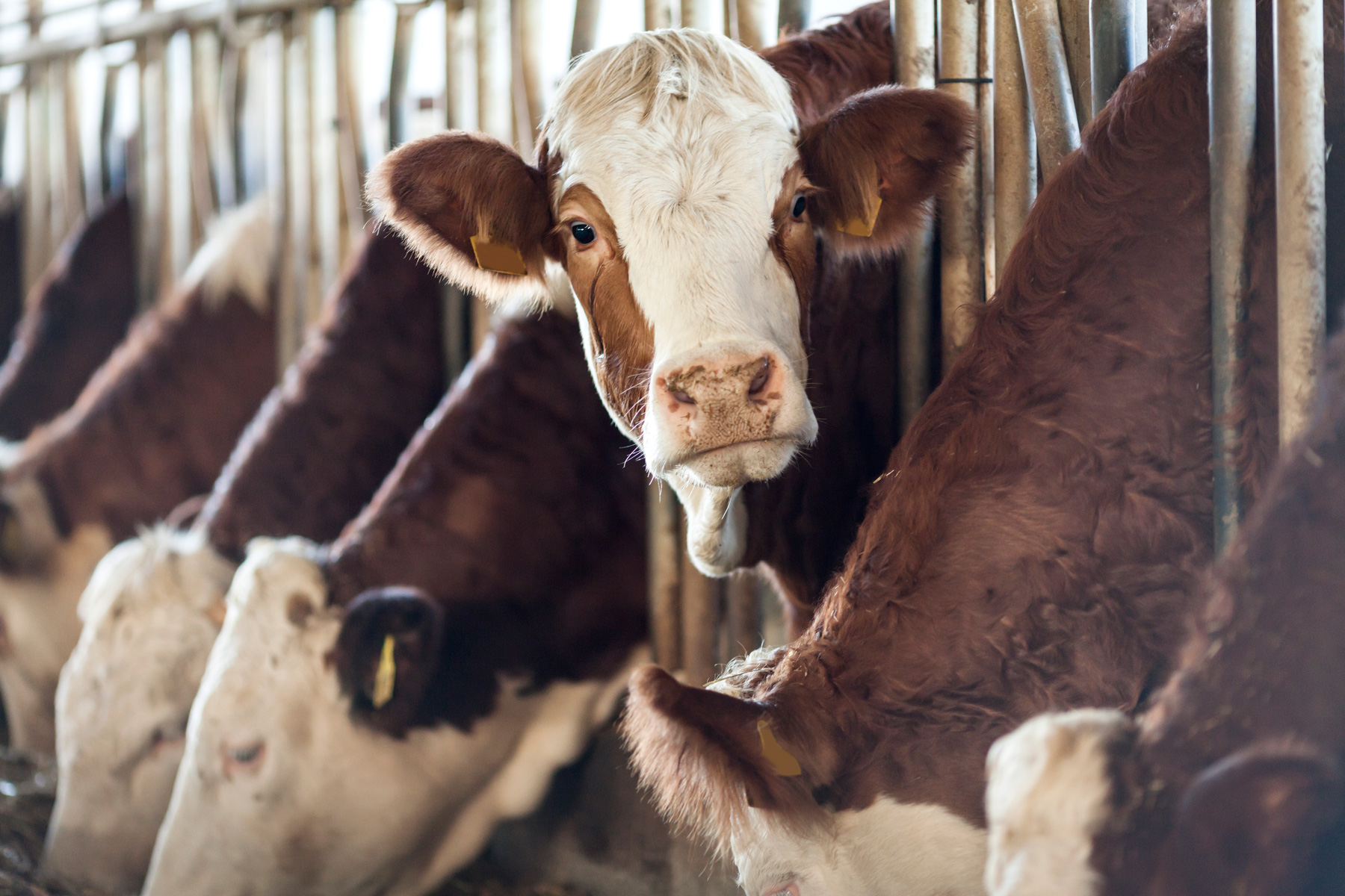 A brown cow with a white face looks at the camera while other cows eat from a trough