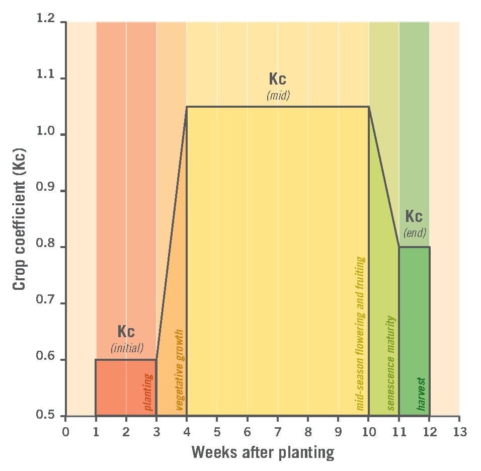 Line chart showing crop coefficient (Kc) values for Solanaceae crops across early season (0.6), midseason (1.05), and end season (0.8) stages plotted by weeks after planting