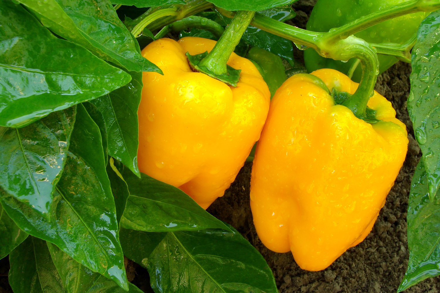 water on yellow peppers in a field