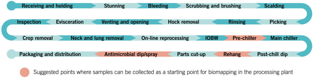 Flowchart showing the poultry processing plant workflow with sampling points for biomapping. The process begins with “Receiving and holding” and flows through steps including “Stunning,” “Bleeding,” “Scalding,” “Picking,” “Evisceration,” “Crop removal,” “Neck and lung removal,” “Online reprocessing,” “Pre-chiller,” “Main chiller,” “Parts cut-up,” and ends with “Packaging and distribution.”

Six steps are highlighted in pink to indicate suggested sampling points for biomapping:

Inspection
Pre-chiller
Main chiller
Antimicrobial dip/spray
Rehang
Post-chill dip

The diagram uses curved arrows to show the flow of each processing stage and includes a key noting that pink circles represent sample collection points for biomapping.