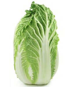 a stalk of crisp fresh leaves of cabbage