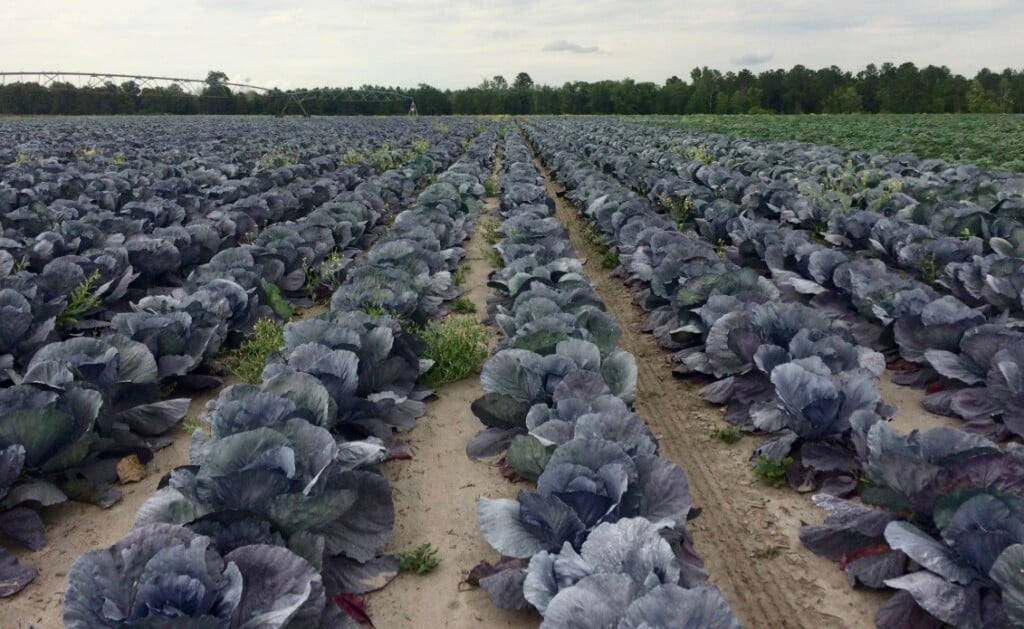 A large field dotted with cabbage heads in rows