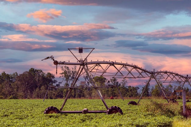Georgia Peanut Field