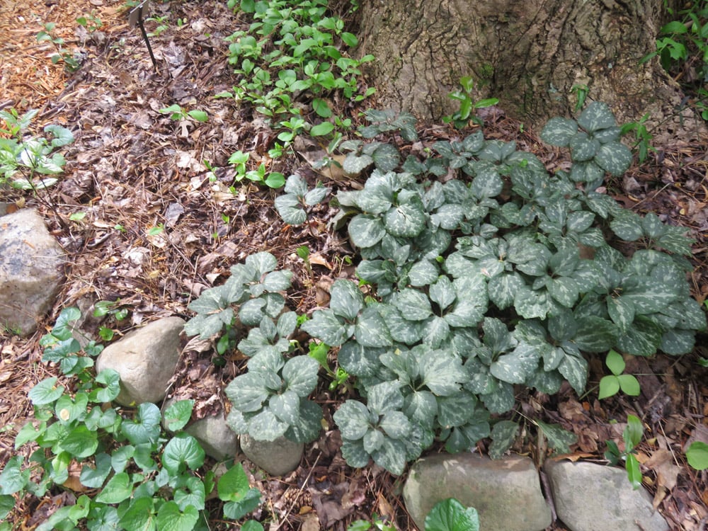 a patch of Allegheny spurge grows near a large tree trunk
