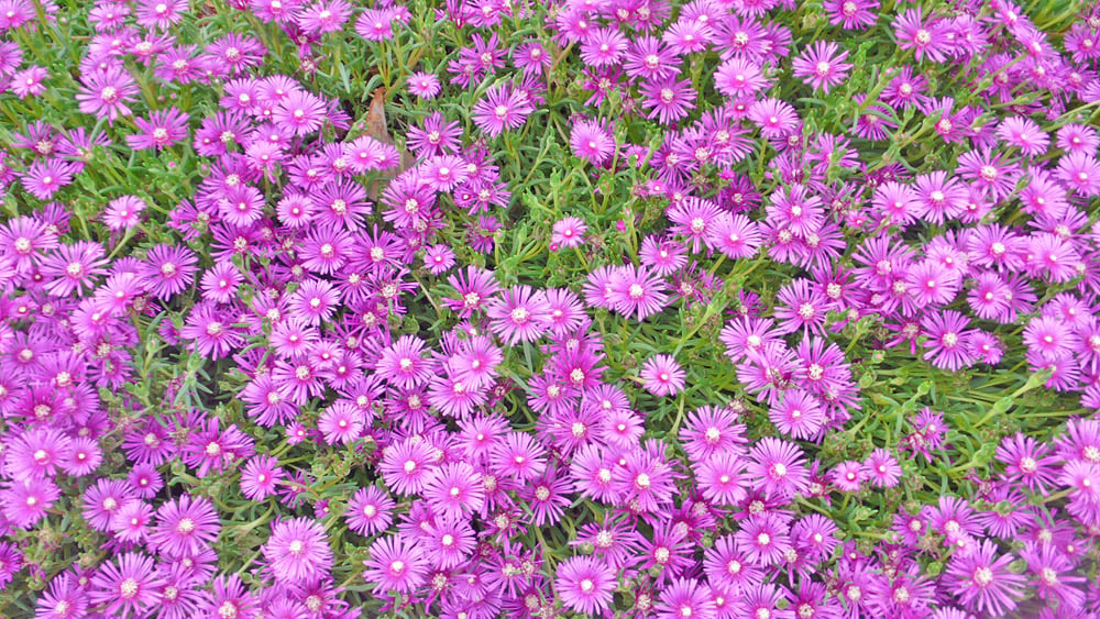 hardy ice plant covers the ground in bright pink daisy-like flowers with medium green foliage
