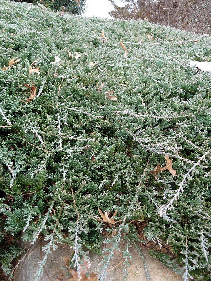 junipers grow along the ground and over concrete or rock retaining walls