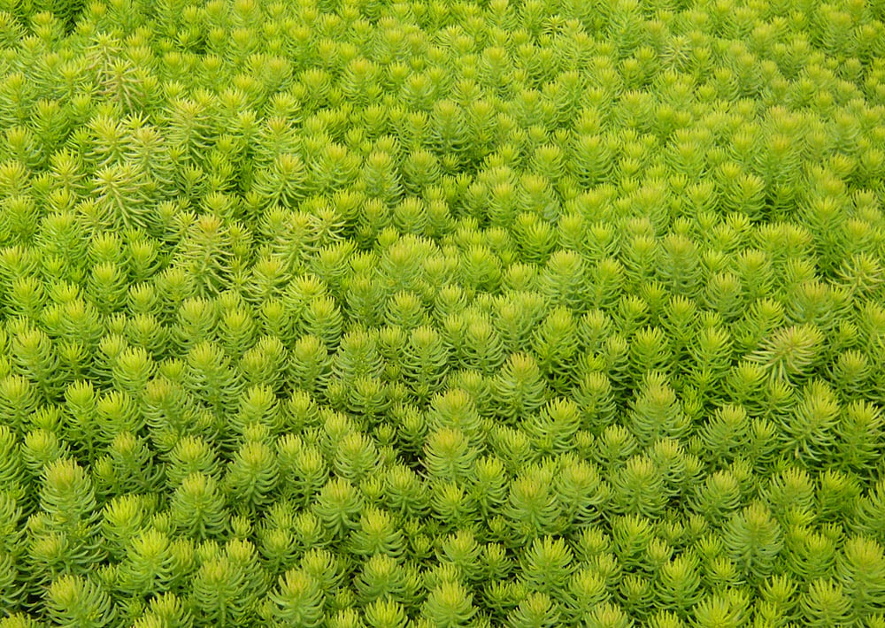 a field of lime-green sedum