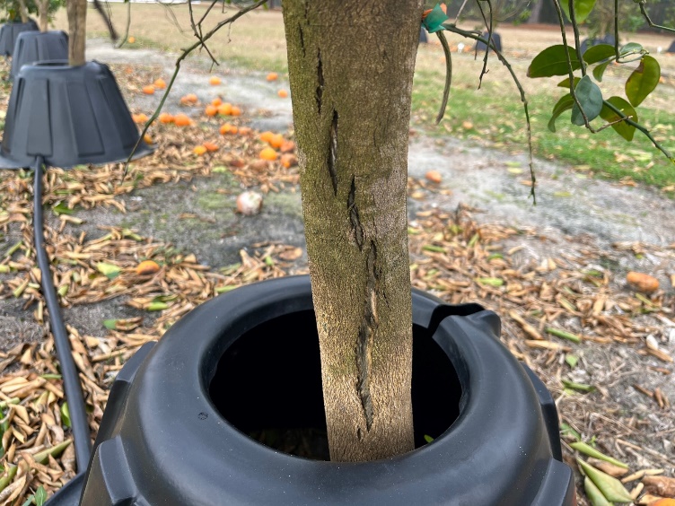 A segmented rift traverses the length of a young tree's trunk in a curve