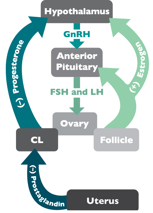 A mare's reproductive cycle as detailed by endocrine flow and feedback mechanisms.