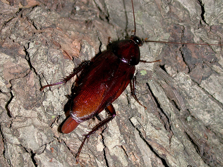 Smokybrown cockroach