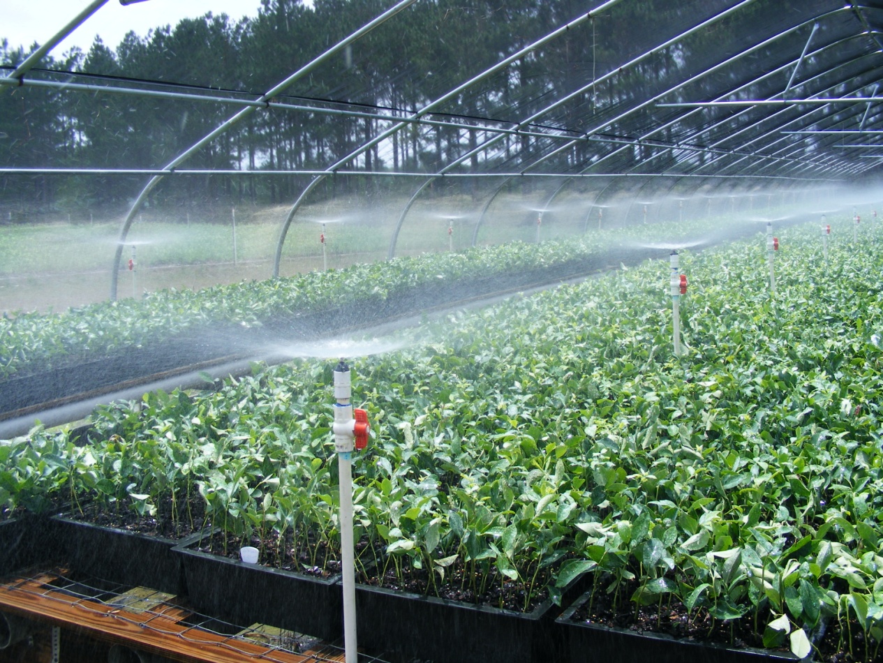 Example of a mist irrigation system in operation. Photo: Bill Cline, North Carolina State University