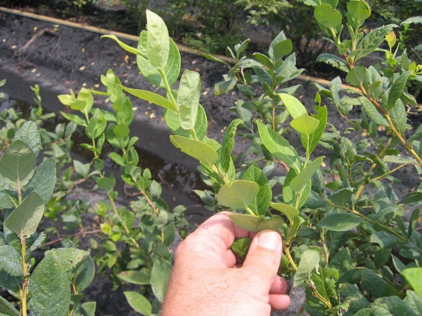 Good example of a desired softwood cutting in the field. It is generally best to collect cuttings in the morning to prevent wilting. Cuttings can be snapped off by hand or clipped with pruning shears. Cuttings should not be too succulent, as they will not stick well if so; they should bend without readily snapping. Photo: Bill Cline, North Carolina State University
