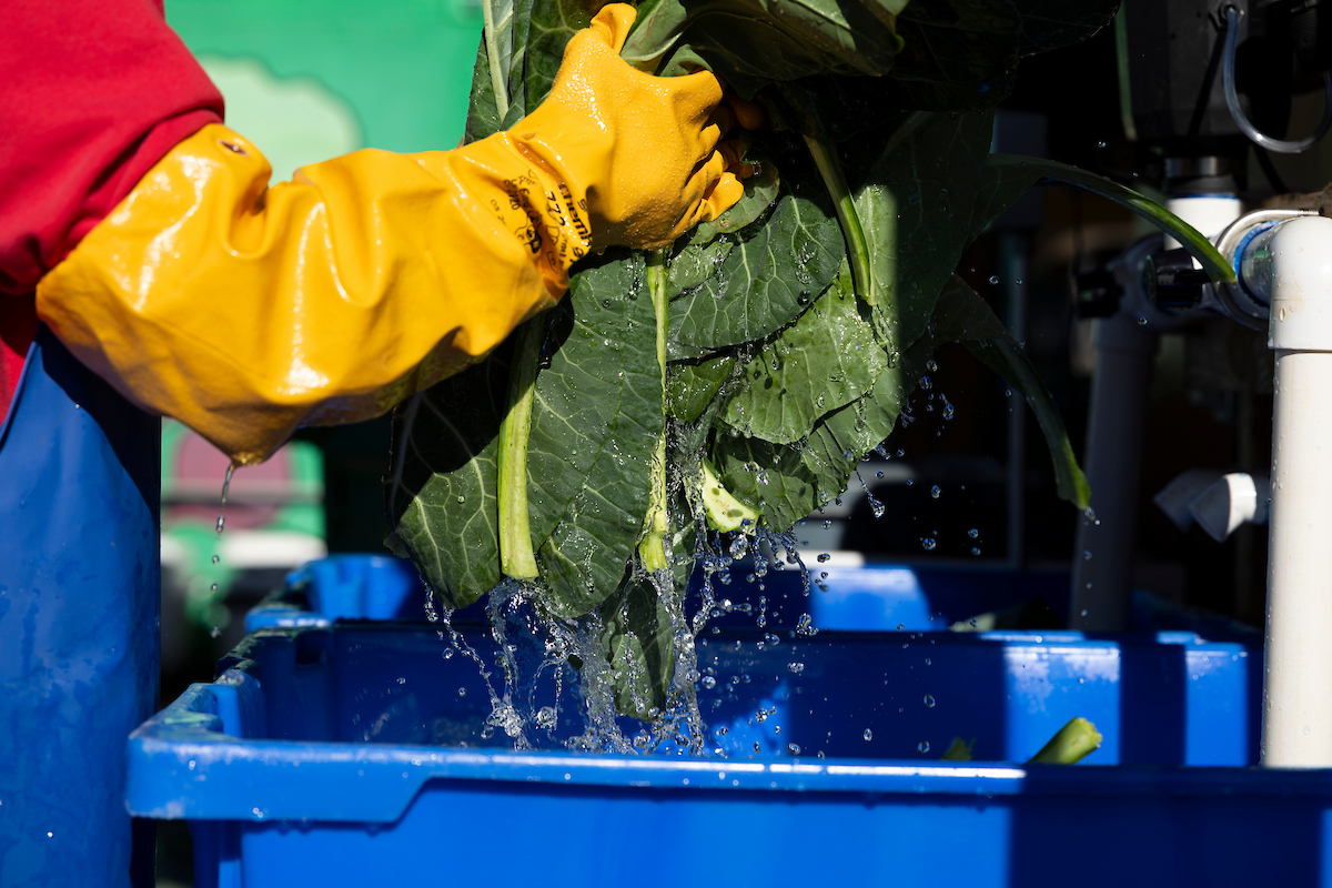 a person wearing long yellow gloves rinses collard greens.