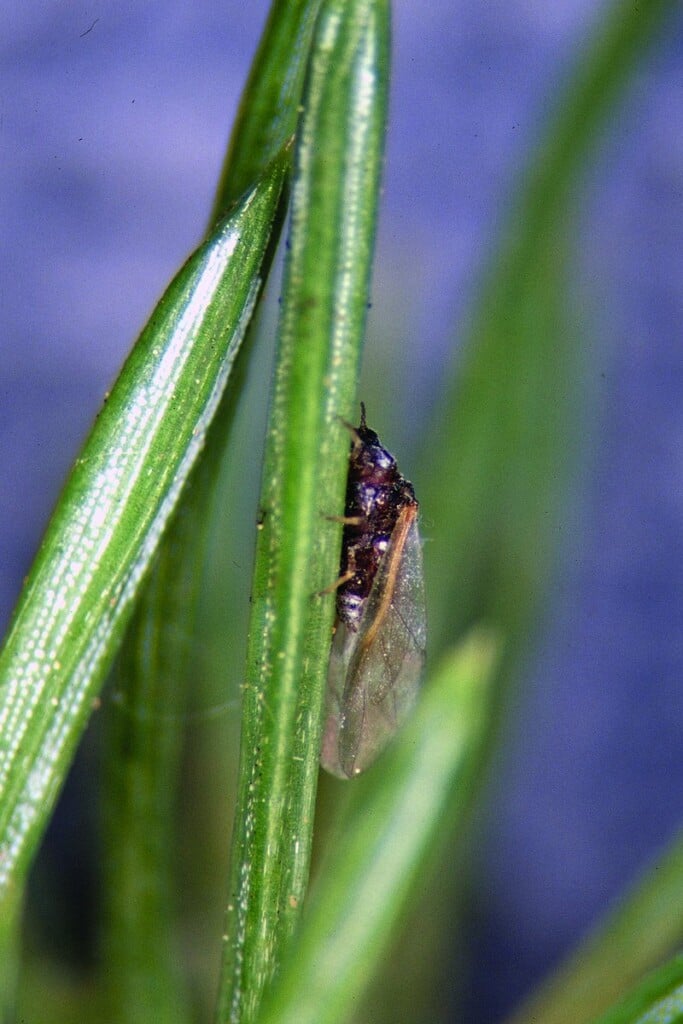 a small winged insect clings to a blade of grass