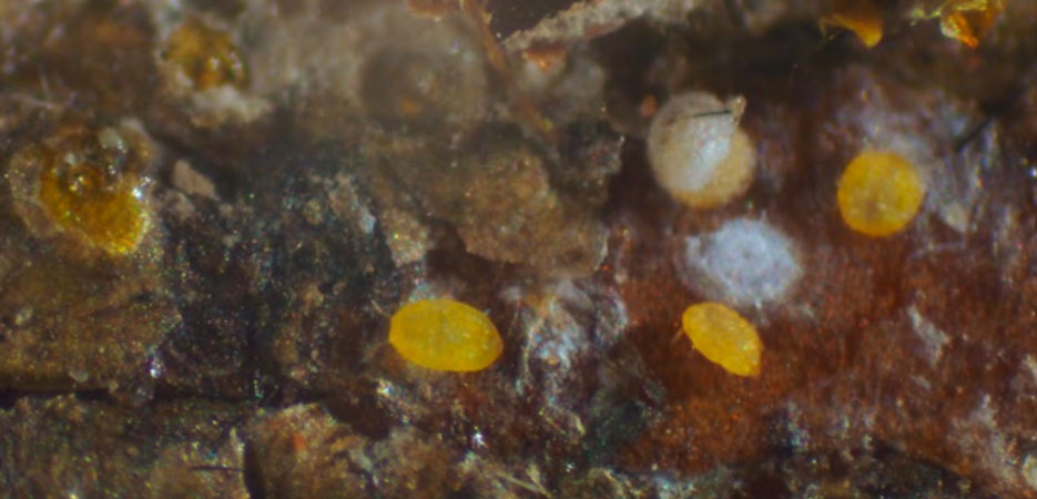 a section of damaged bark populated with tiny yellow crawlers