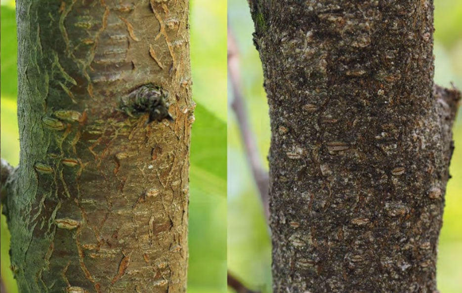 on the left, a healthy segment of preach tree bark. on the right, a segment of peach tree bark that is darker and mottled with bumps