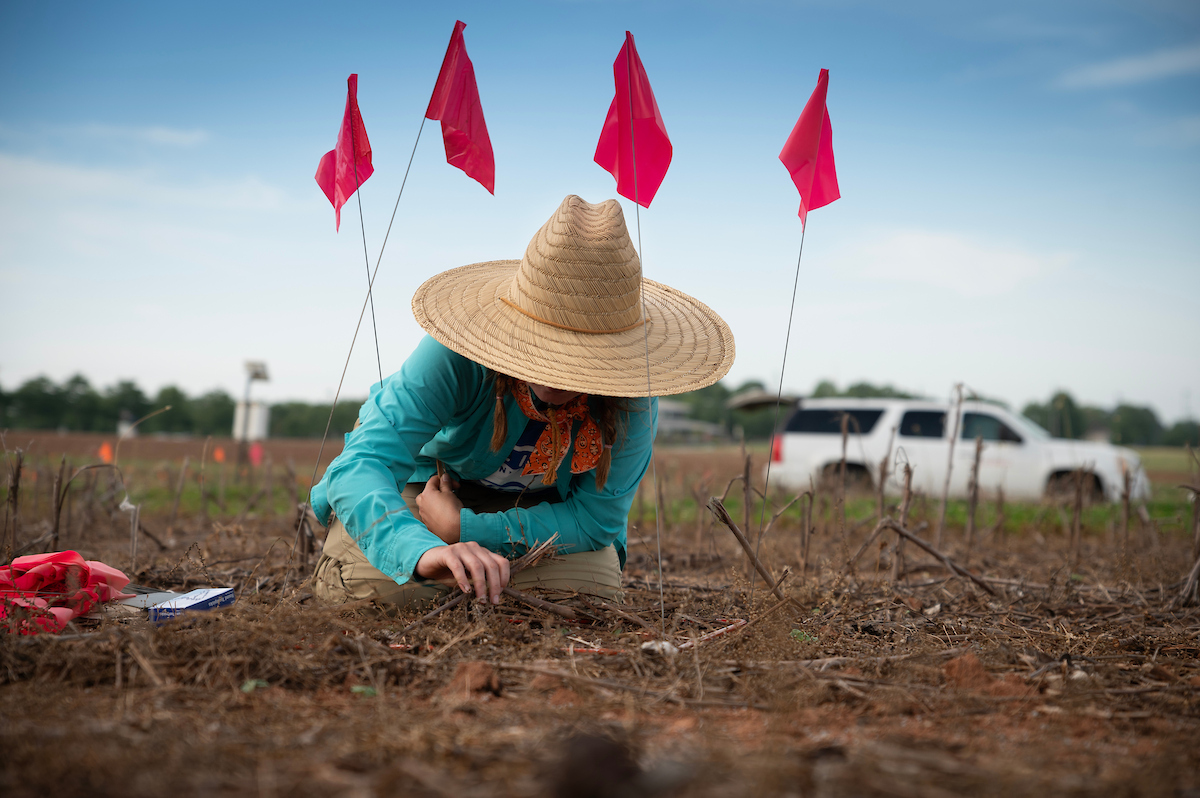 A person does field work wearing a large sun hat.