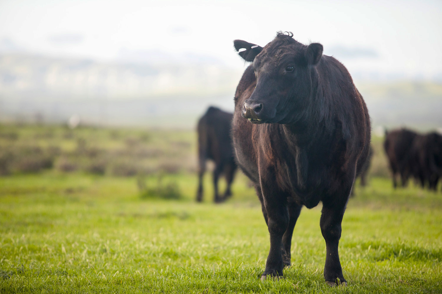 A black beef cow stands in a pasture