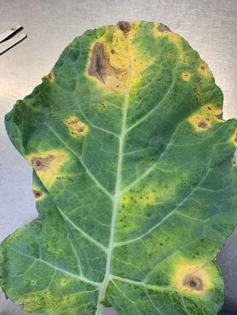 a. Initial symptoms of Alternaria leaf spot on broccoli include small dark-brown to black necrotic lesions.