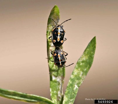 Adult bagrada bugs. (Credit: Gevork Arakelian, LA County Dept. Agr., Bugwood.org)