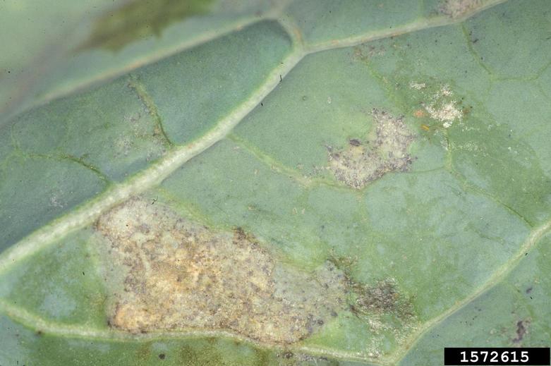 d. Downy mildew on the underside of a broccoli leaf.