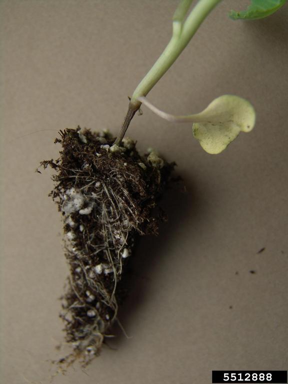 Wirestem and damping off caused by Rhizoctonia solani . (Credit: Gerald Holmes, Cal. Tech. San Luis Obispo.)