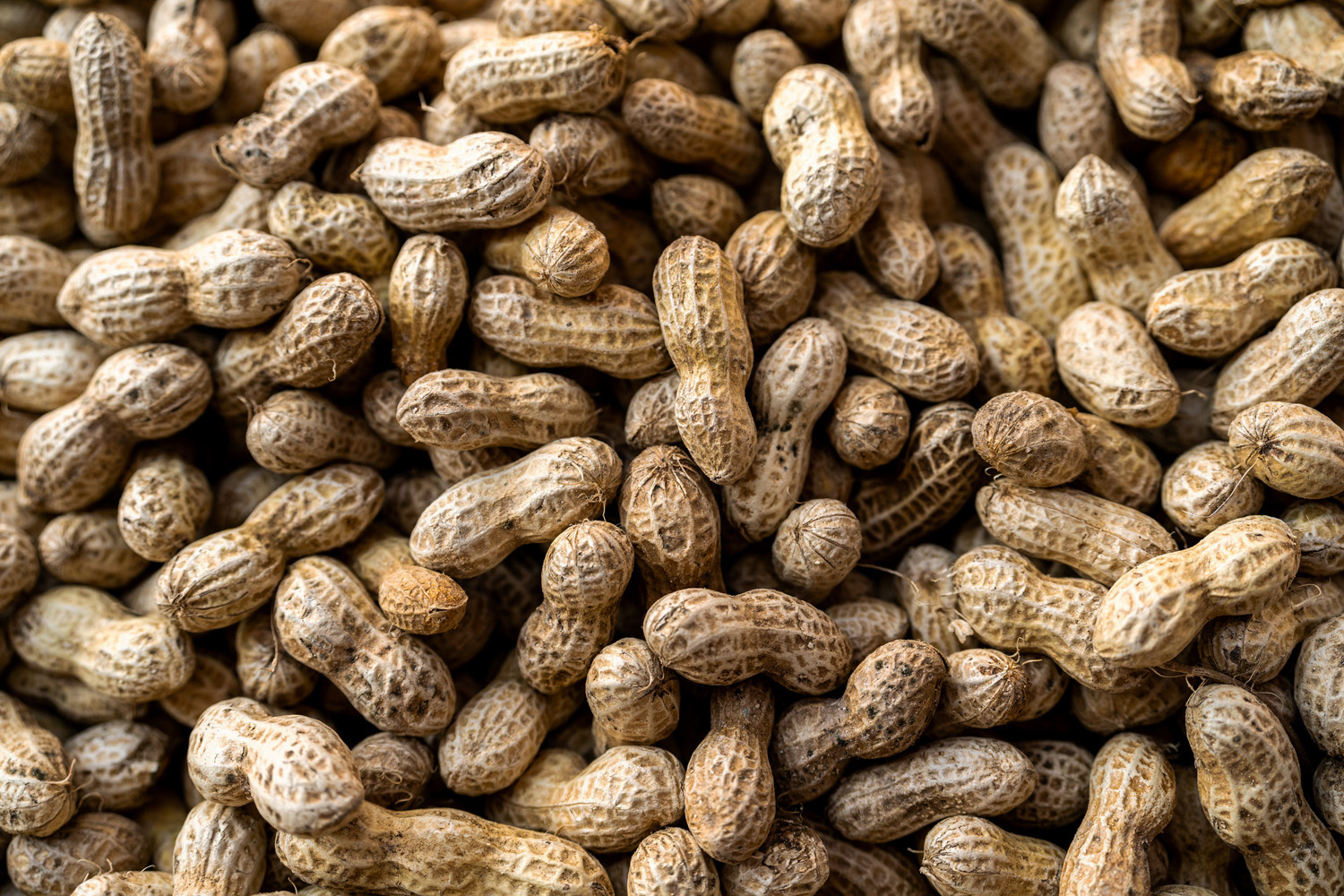 A closeup of a mass of peanuts in their shells