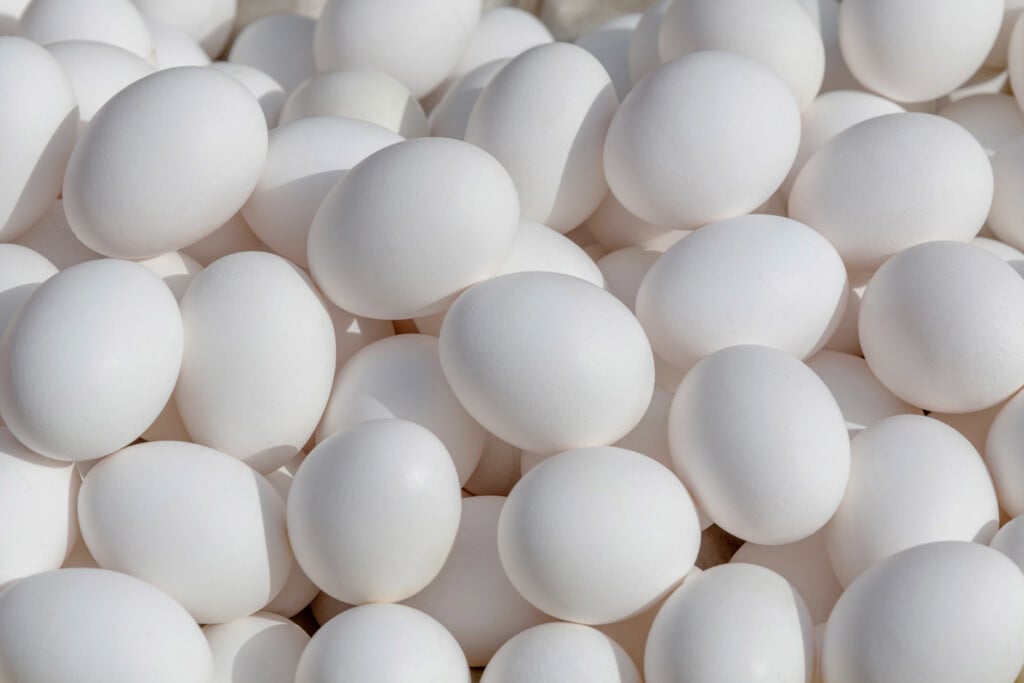closeup of a mass of white chicken eggs