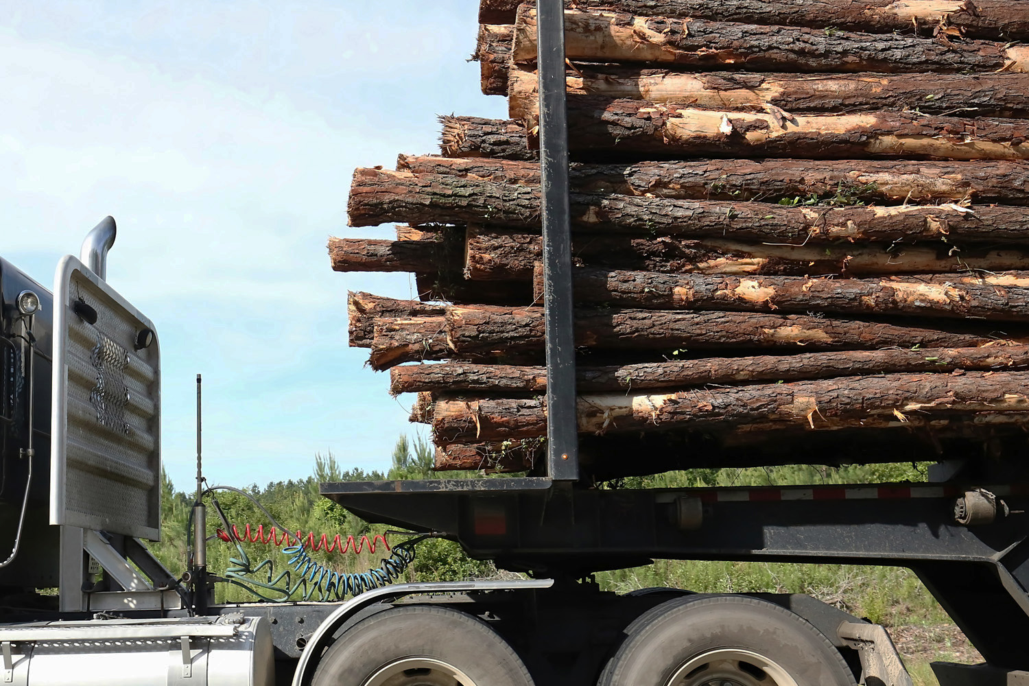 A logging truck full of harvested pine trees