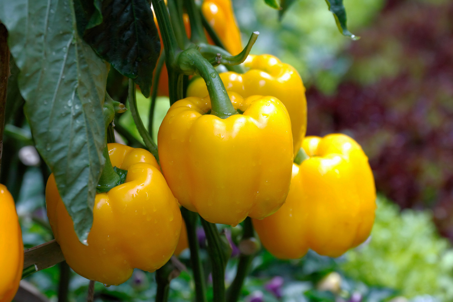 Yellow bell peppers growing on a plant