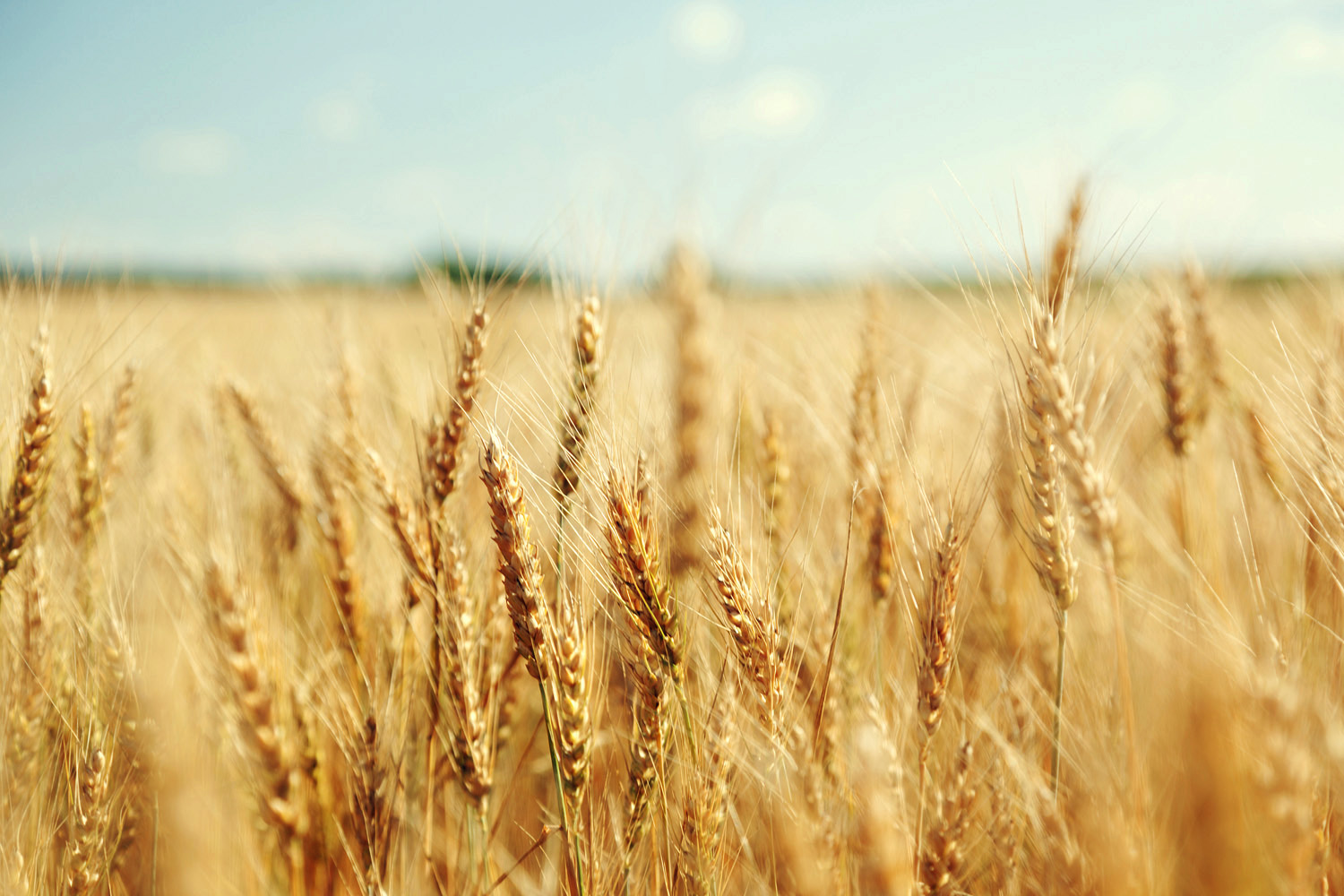 Closeup of mature wheat stalks in a field with a blue sky