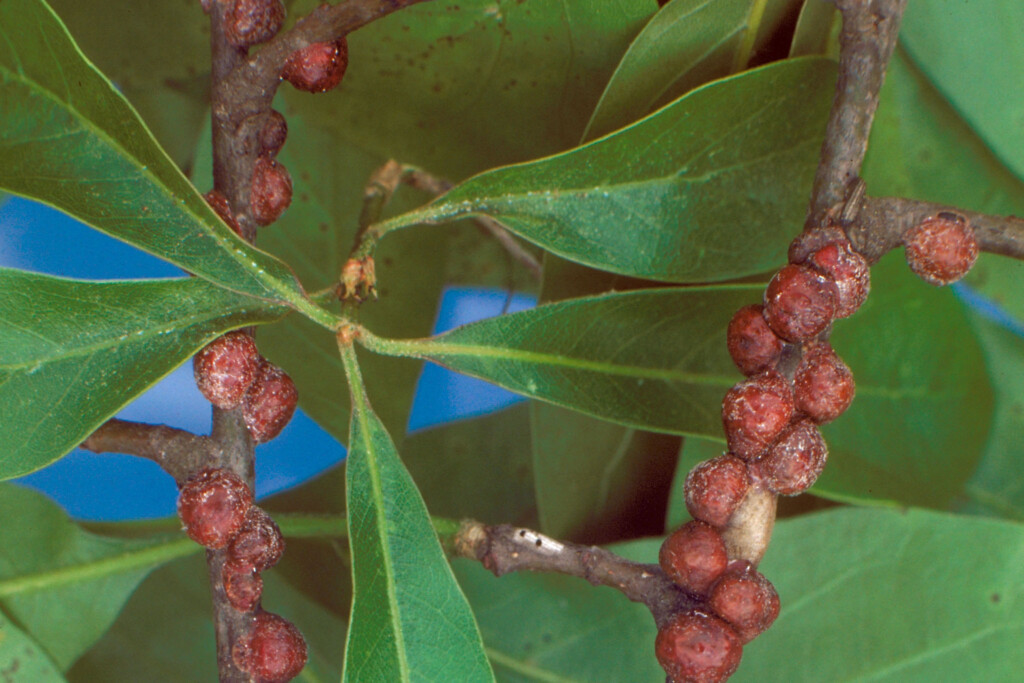 Oak Tree Insect Pod Oak Lecanium: An Insect Pest of Trees in Landscapes | CAES Field Report