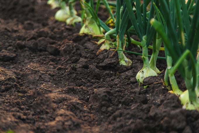 A row of Vidalia onions nearly ready for harvest