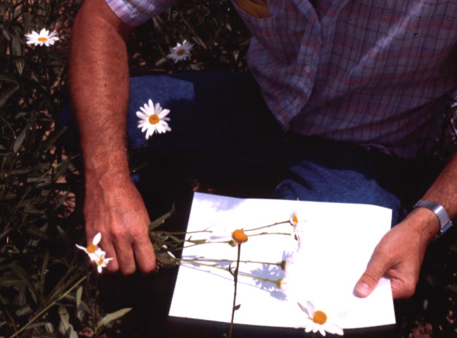 A researcher beats a plant against a white paper sheet