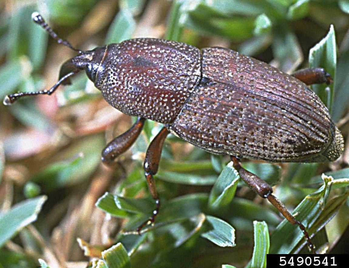 Hunting Billbug: Biology and Management in Turfgrass | CAES Field Report