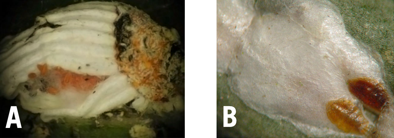 Longan Scale Insect Biology and Management of Scale Insects in Ornamentals | CAES Field Report