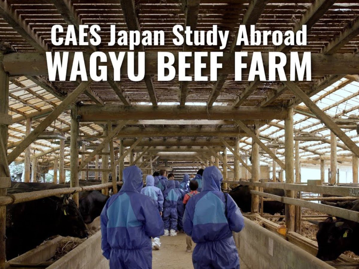 Students in blue biosecurity safety suits touring a wagyu beef farm with the words "CAES Japan study abroad: Wagyu beef farm" overlayed in white.