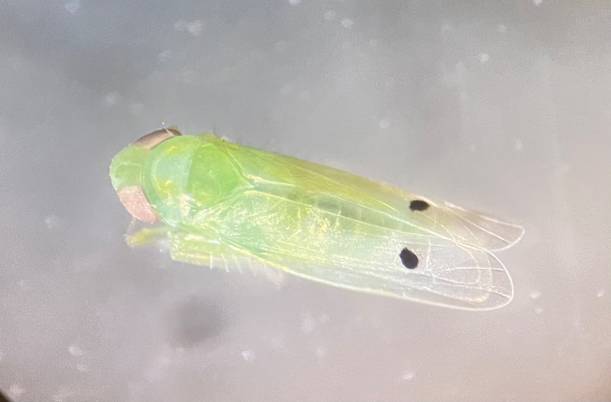 Close-up image of a green leafhopper bug that has one black spot on the tip of each wing.