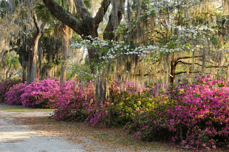 Native Plants for Georgia Part I: Trees, Shrubs, and Woody Vines | CAES ...